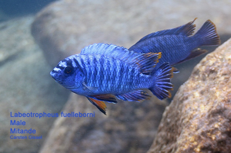 Labeotropheus fuelleborni 'Mitande Reef (Rocks)'